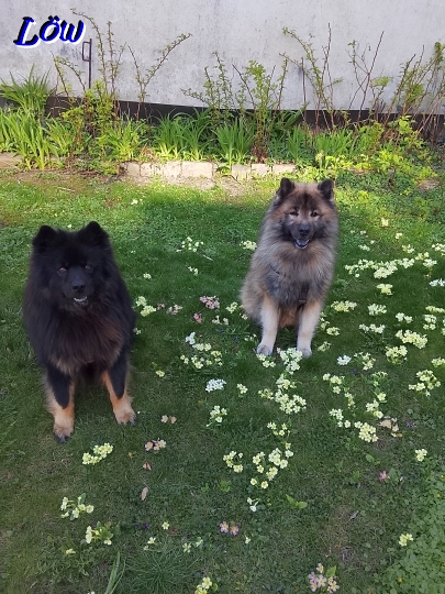 3.4.2026 - Gartenpracht